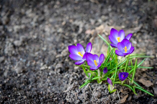 Les fleurs s'épanouissent au printemps des crocus de couleur lilas et violette en gros plan