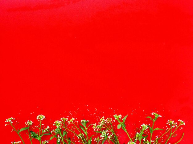 Fleurs de sac à main de berger sur fond rouge Espace de copie pour le texte Carte pour les vacances Toile de fond rouge Sac à main de berger blanc Capsella bursapastoris plante de la famille des moutardes Brassicaceae