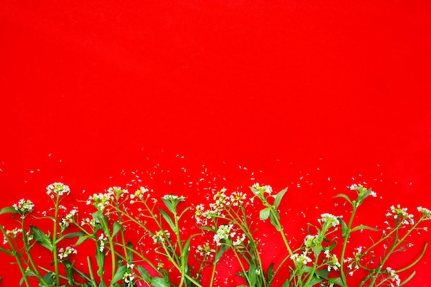 Fleurs de sac à main de bergers sur un fond rouge copiez l'espace pour la carte de texte pour la toile de fond rouge de vacances