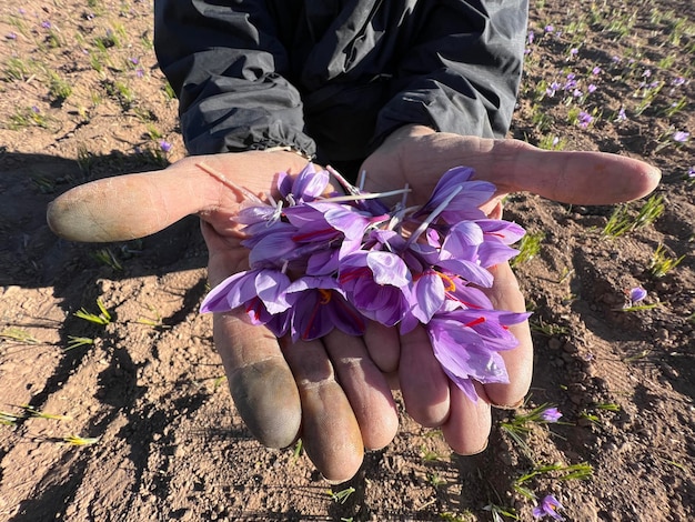 Des fleurs de safran dans les mains des agriculteurs