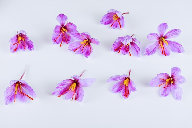 Fleurs de safran sur fond blanc. Les crocus au safran ont trois étamines rouges de safran.