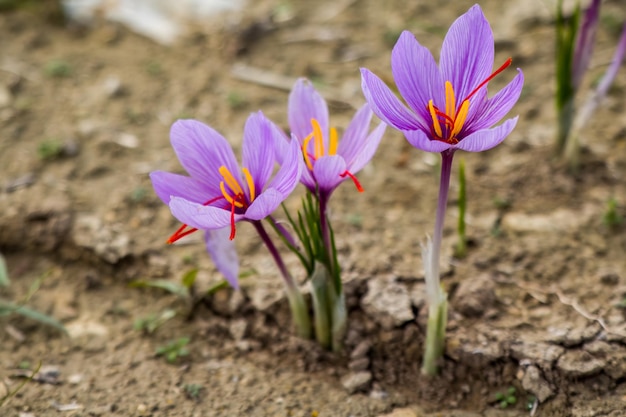 Photo les fleurs de safran sur le sol crocus sativus collection de récolte de plantes à fleurs violettes