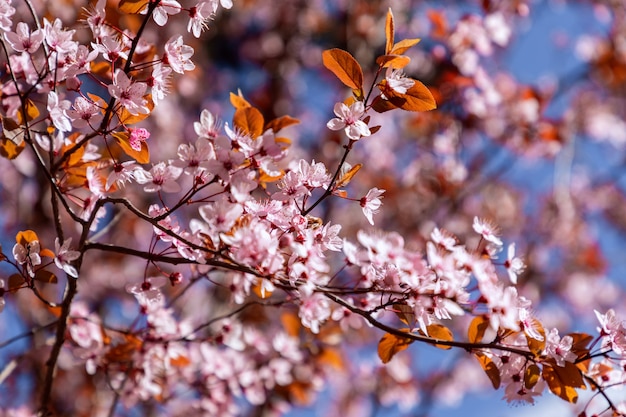 Fleurs de Sakura sur l'arbre au printemps