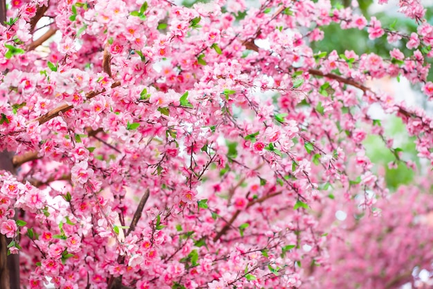 Fleurs de Sakura sur l'arbre