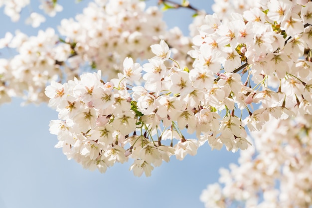 Fleurs de sakura au Japon en fleurs. cerisier