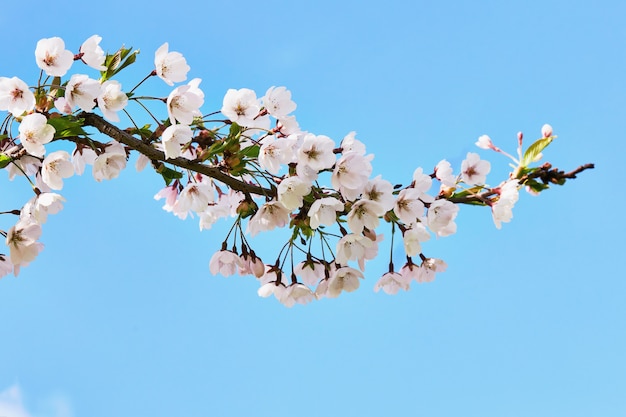 Fleurs de sakura au Japon en fleurs.