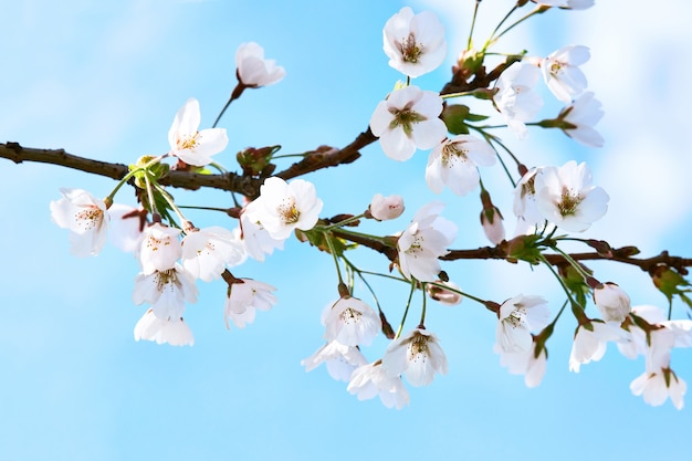 Fleurs de sakura au Japon en fleurs.