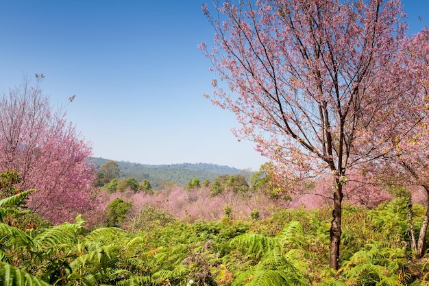 Fleurs de Sakura fleurissent dans la province de PhuLomLo Loei en Thaïlande