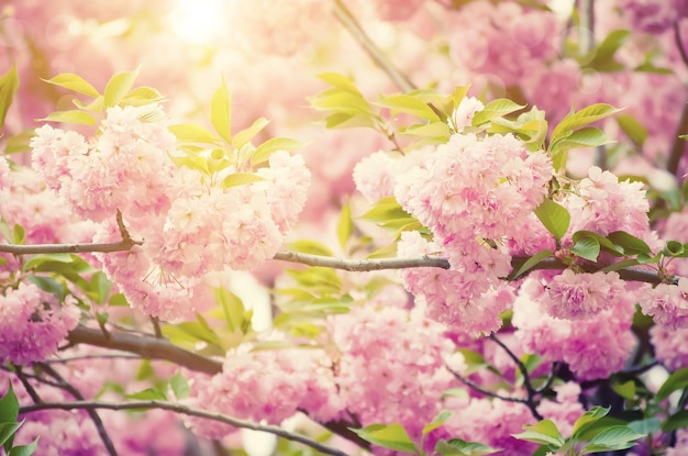 Fleurs de sakura en fleurs