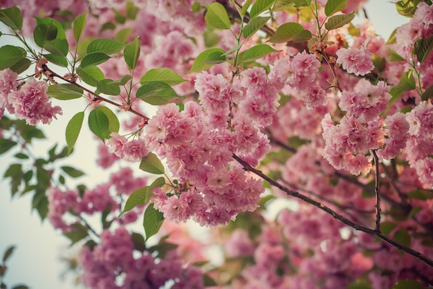 Fleurs de sakura en fleurs