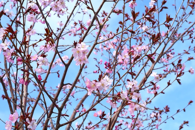 Fleurs de Sakura sur fond bleu Extrême-Orient russe