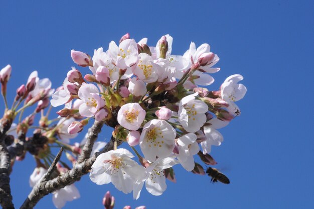 Fleurs de Sakura japonaises blanches fleurissent