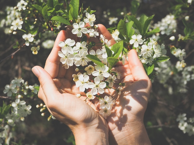 Fleurs de Sakura en mains. Printemps les fleurs de cerisier