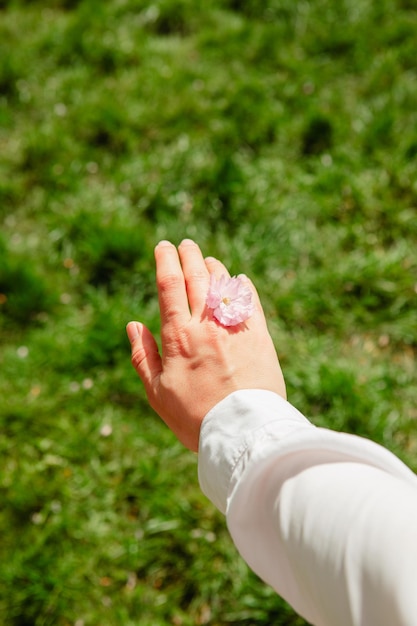 Fleurs de sakura rose dans la main de la femme bouchent la récolte