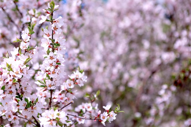 Fleurs de sakura rose printemps fond romantique avec un espace pour le texte