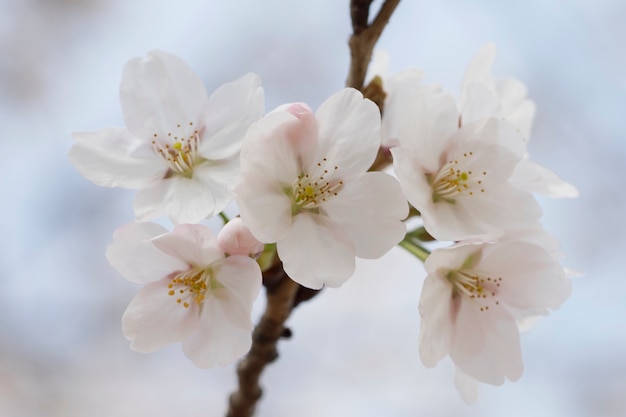 fleurs de sakura