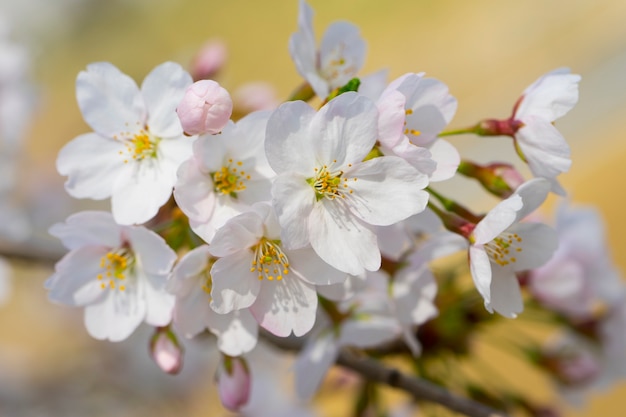 fleurs de sakura