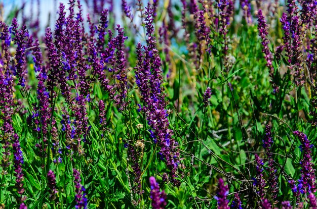 Fleurs de Salvia sur un pré en été