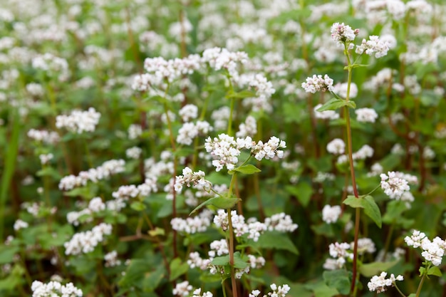 Fleurs de sarrasin blanc pendant la floraison