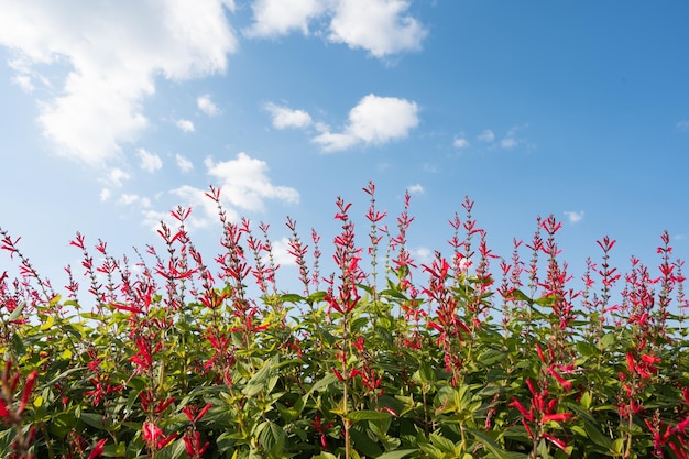 Fleurs de sauge cerise et ciel bleu avec des nuages.