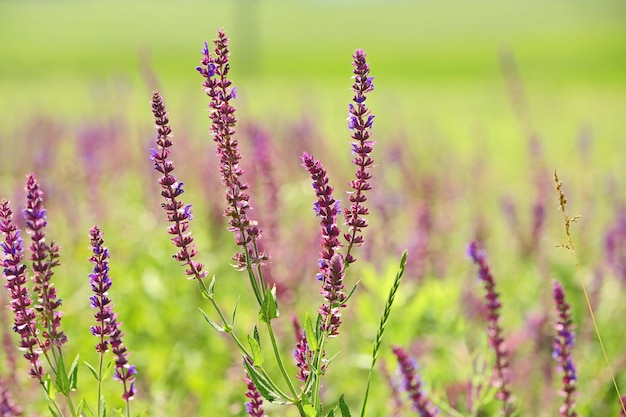 Fleurs de sauge des prés le jour d'été