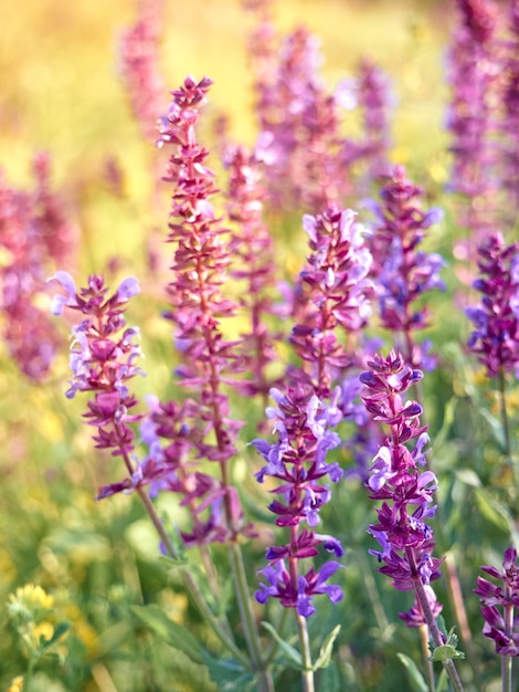 Des fleurs de sauge violette fleurissent dans la prairie d'été.