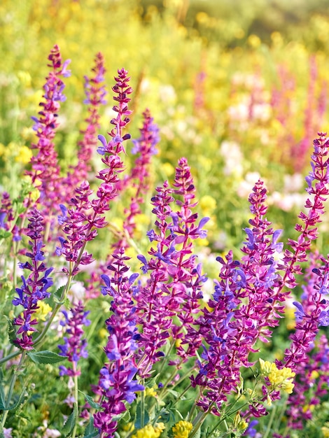 Des fleurs de sauge violette fleurissent dans la prairie d'été.