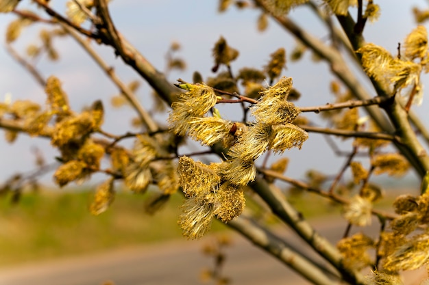 Fleurs de saule, photographié de près au printemps