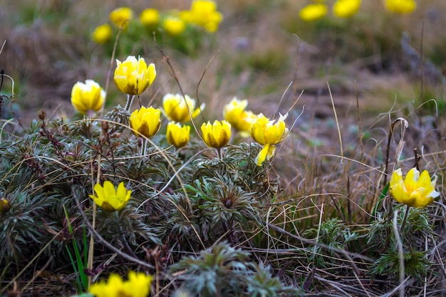 Fleurs sauvages adonis printemps les premières fleurs du printemps le début d'une nouvelle vie le concept d'un b...