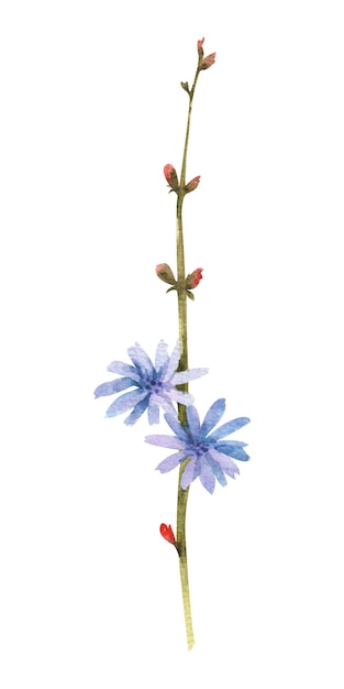 Photo fleurs sauvages aquarelle fleur de chicorée bleue isolé sur fond blanc