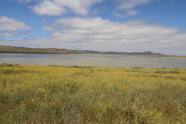 Fleurs sauvages au Carrizo Plain National Monument et au lac Soda