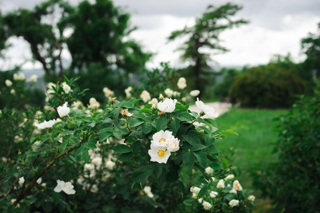 Fleurs sauvages au coucher du soleil dans les montagnes Russie