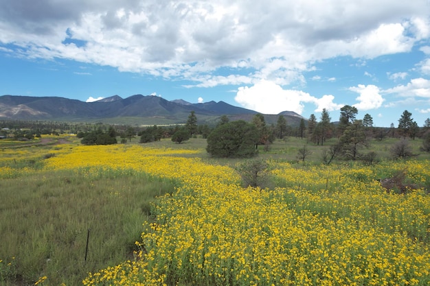 Fleurs sauvages autour de Flagstaff Arizona