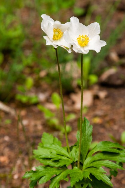 Fleurs sauvages blanches