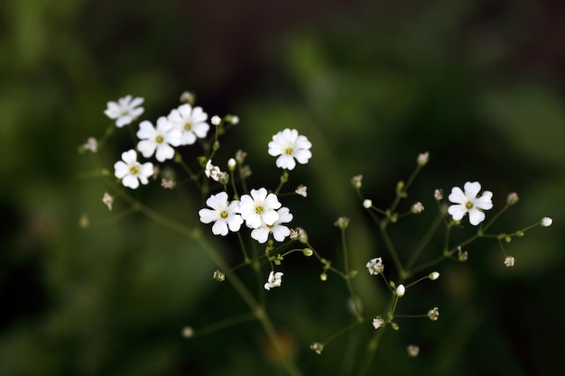 Fleurs sauvages blanches