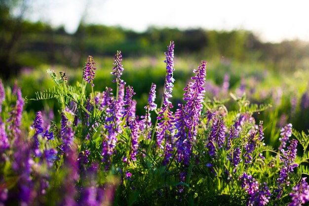 Fleurs sauvages bleues dans un pré vert. Chaude soirée de printemps avec une prairie lumineuse au coucher du soleil.