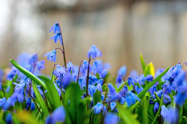 fleurs sauvages bleues dans un pré vert