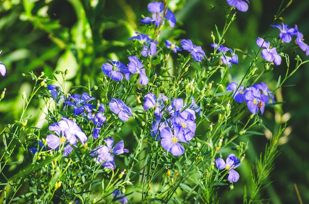 Fleurs sauvages bleues un jour d'été