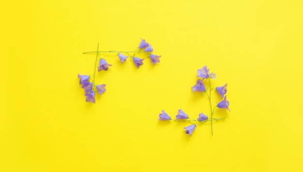 Fleurs sauvages bleues sur surface jaune