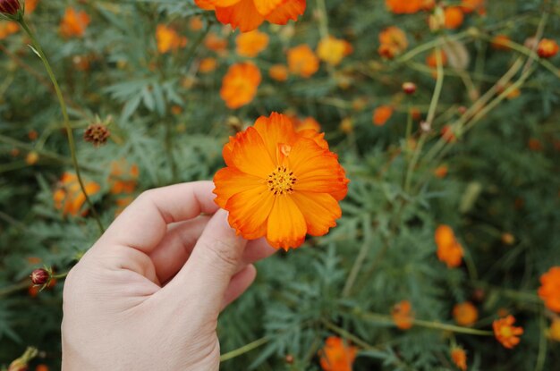 Photo des fleurs sauvages brillantes dans le champ