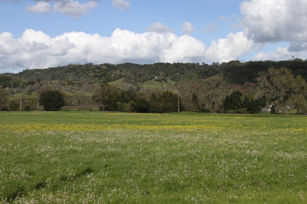 Fleurs sauvages en Californie