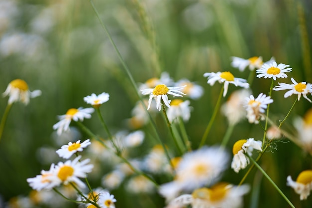 Fleurs sauvages de la camomille, la floraison des plantes sauvages, fleur à base de plantes