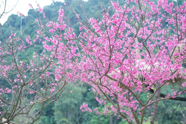 Fleurs sauvages de cerisier de l'Himalaya en fleurs