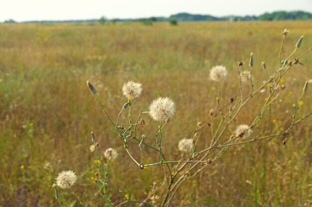 Fleurs sauvages sur un champ