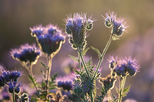 Fleurs sauvages colorées dans la lumière du soleil du soir rétroéclairée La nature de la botanique florale