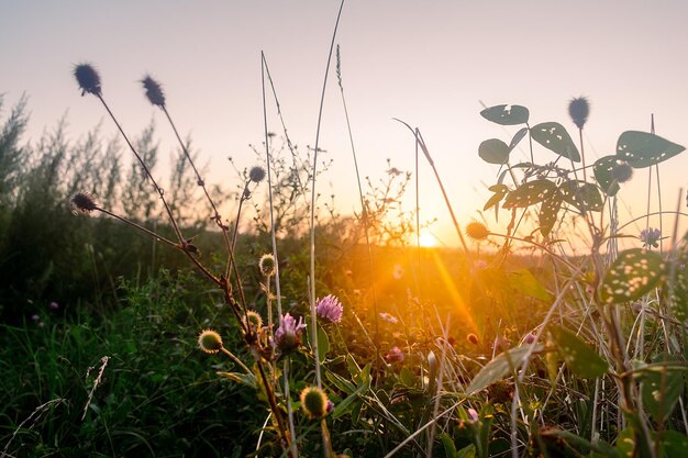 Des fleurs sauvages contre un ciel orange au coucher du soleil