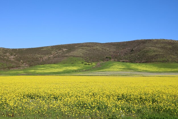 Fleurs sauvages dans un champ au bord de la route