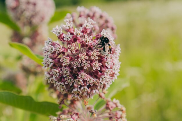 Fleurs sauvages dans un champ parmi la nature Fleur avec une abeille