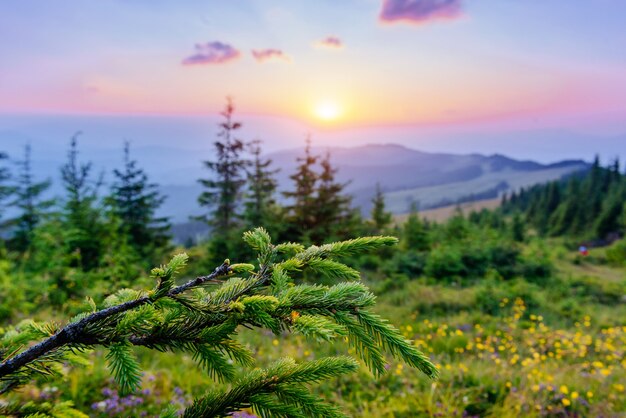 Fleurs sauvages dans les montagnes au coucher du soleil