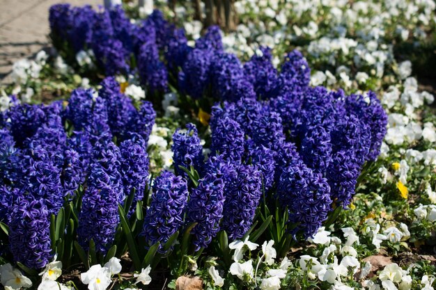 Les fleurs sauvages dans la nature